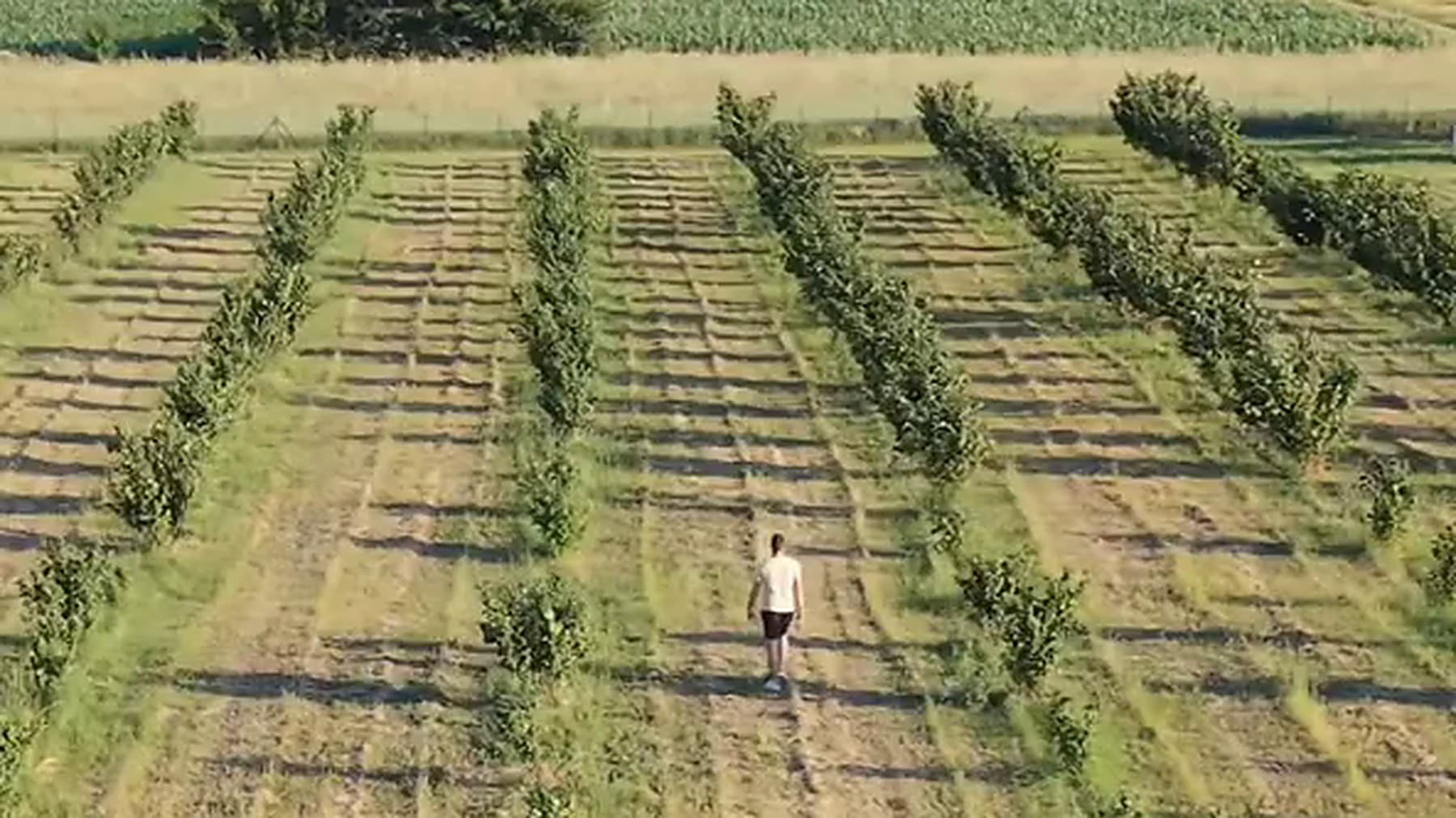 Plantaža leske u Sobovici iz vazduha: pravilni redovi mladih stabala, Darko hoda kroz zasad.