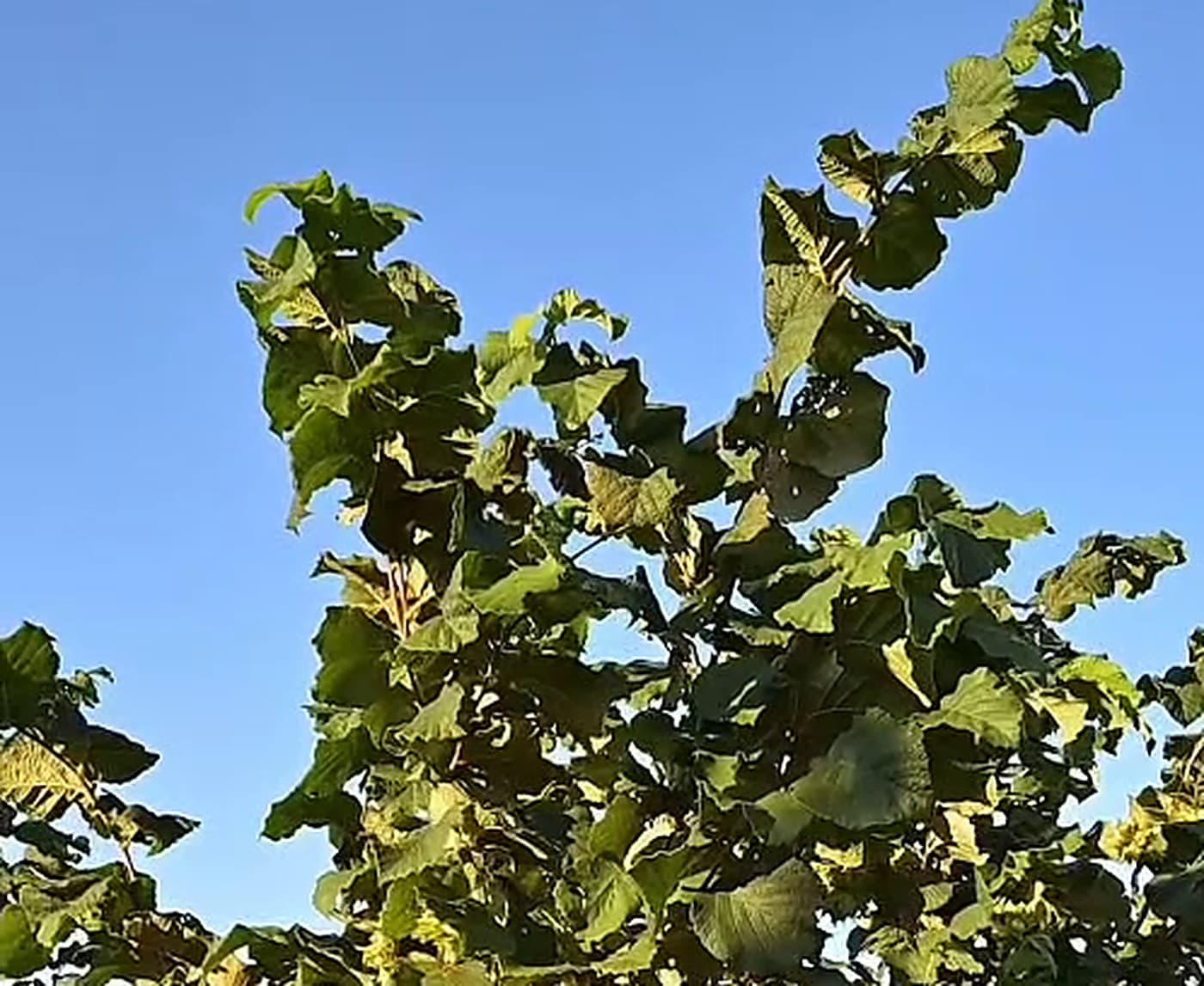 Grana leske sa listovima na vedrom letnjem nebu.