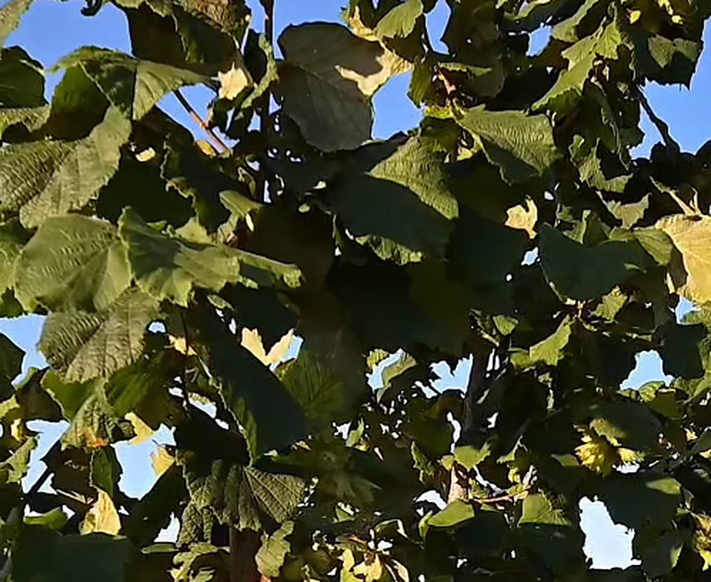 Krošnja leske odozdo, svetlo kroz lišće.